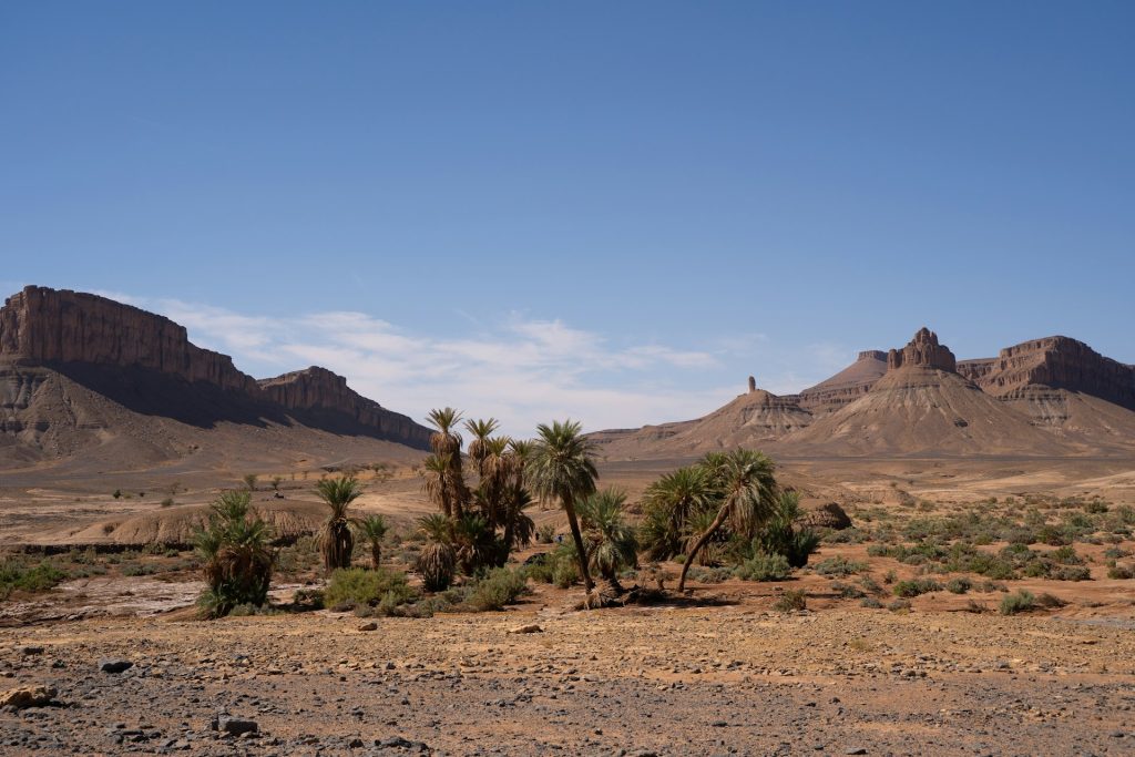 واحة نخيل في الصحراء